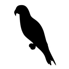 Parrot Silhouette 