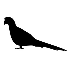 Parrot Silhouette 