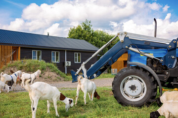 Barnyard on summer day. Modern, eco-friendly barns for cows and sheep, and hay storage sheds. High quality photo