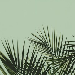 Tropical palm leaves shadows on pale green background
