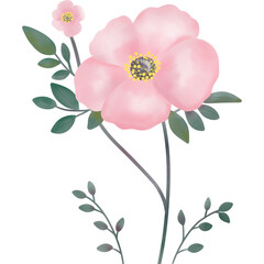 Watercolor of pink flowers with delicate petals and slender stems.
