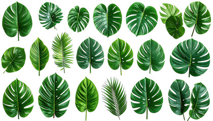 Fototapeta premium Collection of vibrant, diverse, verdant tropical leaves against black