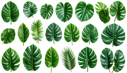 Collection of vibrant, diverse, verdant tropical leaves against black