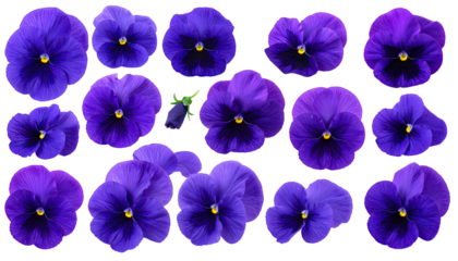 Scattered purple pansies with yellow centers on a black background