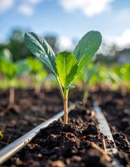 Young Cabbage Plant Growing in Garden Soil.