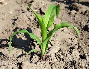 Young Corn Plant Growing in Soil - A Promising Start.