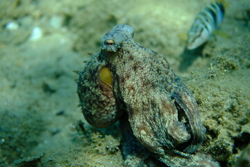 Common octopus (Octopus vulgaris) hunting, Aegean Sea, Greece, Halkidiki, Pirgos beach