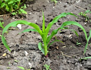 Young Corn Plant Growing in Soil - A Vibrant Green Sprout.