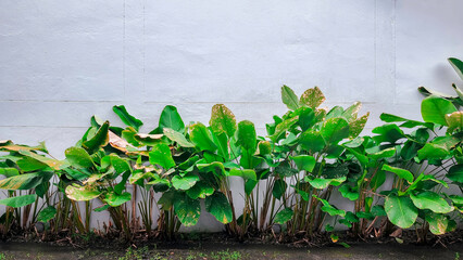 Green tree decorate interior home, modern houseplant