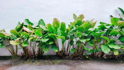 Green tree decorate interior home, modern houseplant