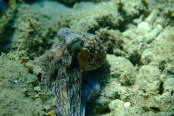 Common octopus (Octopus vulgaris) hunting, Aegean Sea, Greece, Halkidiki, Pirgos beach