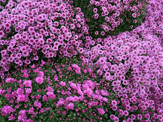 Obraz premium Flowers garden mums chrysanthemum flowerbed