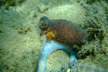 Common octopus (Octopus vulgaris) hunting, Aegean Sea, Greece, Halkidiki, Pirgos beach