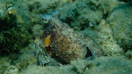 Common octopus (Octopus vulgaris) hunting, Aegean Sea, Greece, Halkidiki, Pirgos beach