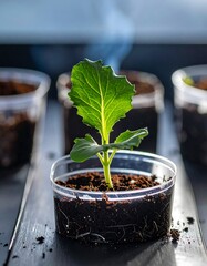 Young Plant Growing in a Clear Plastic Cup.