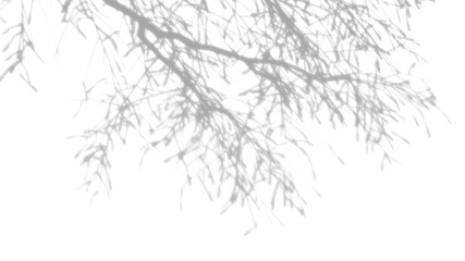 Overlay tree branches shadow effect on transparent background. high quality 3d render png format.	