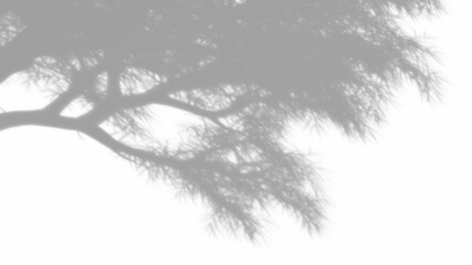 Overlay tree branches shadow effect on transparent background. high quality 3d render png format.	