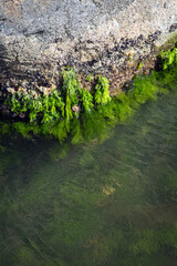 
old concrete wall covered in moss by the sea.