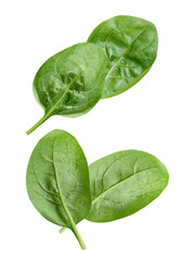 fresh spinach leaves create an inviting visual of healthy eating, offering vibrant colors and organic appeal, perfect for cooking and nutritional content needs