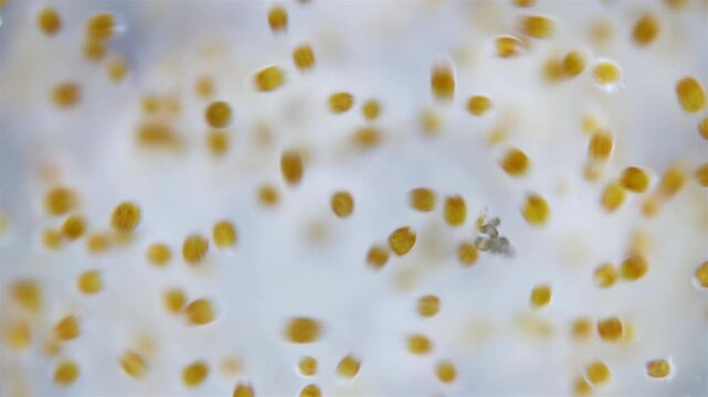 Trochophore larvae under a microscope, possibly at stage of parenchymella from phylum Porifera. Sample was in White Sea.