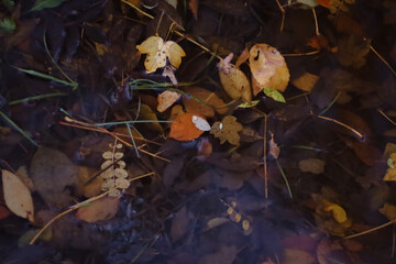 autumn photos, nature, sunset, autumn sky, leaves in the water