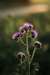 autumn photos, nature, sunset, autumn sky, leaves in the water