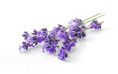 Lavender sprigs with purple flowers isolated. Lavender flowers on white.
