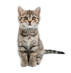 Small gray kitten isolated on white background. The kitten sits and looks forward.
