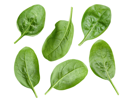 fresh green spinach leaves: a healthy vibrant addition to any salad, smoothie or meal, perfect for wellness enthusiasts and food bloggers