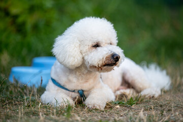 Cute white fluffy dog ​​lying on the grass outdoors. Small breed with curly fur - CURLY BISON, wearing a blue harness, resting next to a blue bowl of water in a natural park. Pet portrait.