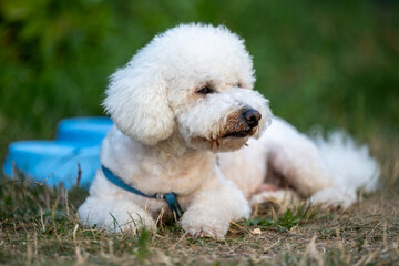 Small white fluffy dog ​​with curly fur - CURLY BISON lying on the grass outdoors. Pet wearing a blue harness and relaxing next to a blue bowl of water on a sunny day.
