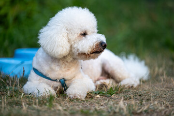 Cute white fluffy dog ​​resting on the green grass outdoors. Small breed with curly fur - CURLY BISON wearing a blue harness and lying next to a blue bowl of water in a park or yard.