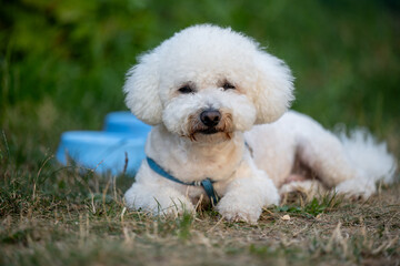 Small white fluffy dog ​​with curly fur - CURLY BISON lying on the grass outdoors. Pet wearing a blue harness and relaxing next to a blue bowl of water on a sunny day.