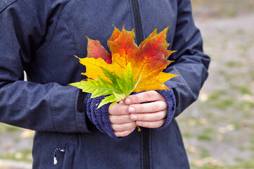 Woman holding colorful maple leaf in hand. Close-up of autumn maple leaf. The bright colors of fall