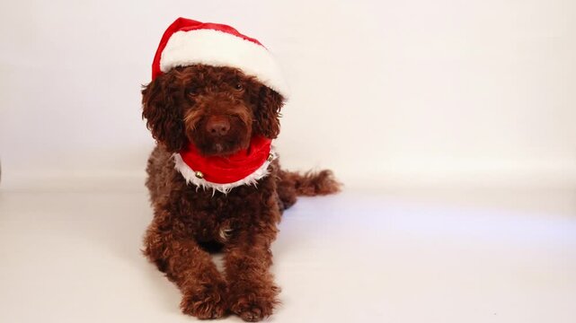 Cute lagotto romagnolo dog wearing santa hat