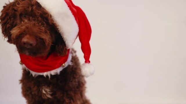 Cute chocolate labradoodle wearing santa hat