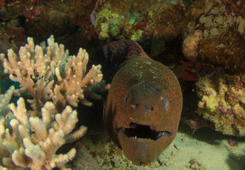 A spotted morey eel shows us her head.