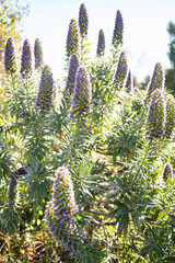 Pride of Madeira flower in a bright sunlight 