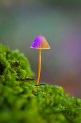 mushroom in the forest closeup wallpaper