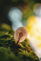 mushroom in the forest closeup wallpaper