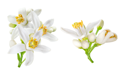 delicate orange blossom clusters depicting purity, elegance, and springtime fragrance ideal for wedding invitations and natural cosmetic marketing