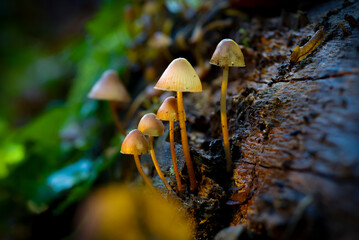 mushroom in the forest closeup wallpaper