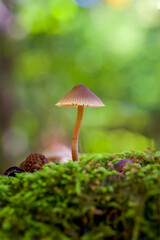 mushroom in the forest closeup wallpaper