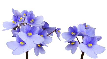 charming blue african violets in elegant display, symbolizing delicate beauty and tranquility, ideal for conveying peaceful and joyful sentiments in creative designs