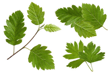 cluster of vibrant green hawthorn leaves showcasing rich texture, perfect for conveying natural beauty, health, and organic concepts in design projects