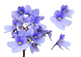 exquisite african violet blossoms exhibiting soft hues and intricate patterns, symbolizing delicacy and floral grace, capturing nature's ephemeral allure