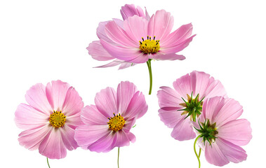 radiant pink cosmos flowers conveying gentle beauty, radiating peace, perfect for projects requiring joyful, elegant, and visually stunning floral elements