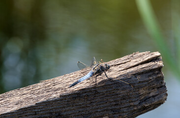 blue lattice dragonfly on a piece of wood