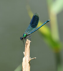 Banded demoiselle - damselfly  perchrd on stick out of focus background