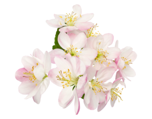 captivating display of delicate pink and white apple blossoms, perfect for conveying springtime elegance and natural beauty in various design applications and visual projects